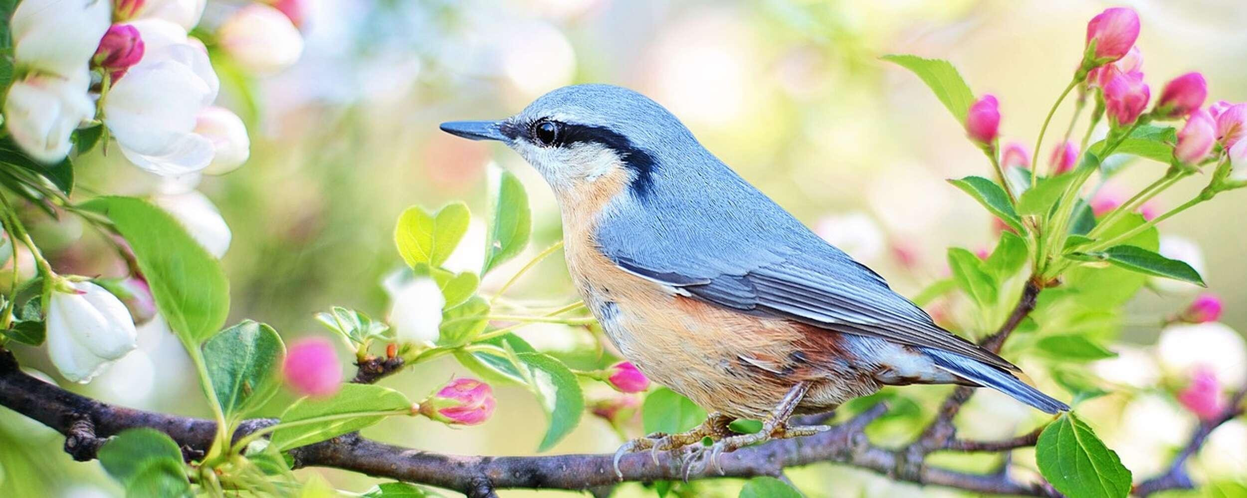 Der frühe Vogel fängt den Wurm..5=4, 4=3