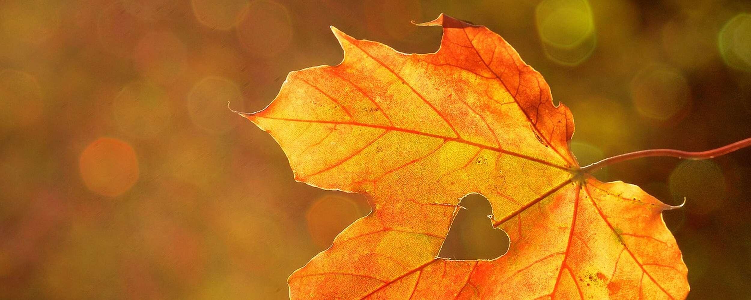 Herbst- Special 5=4, 4=3 Herbst- Special 5=4, 4=3