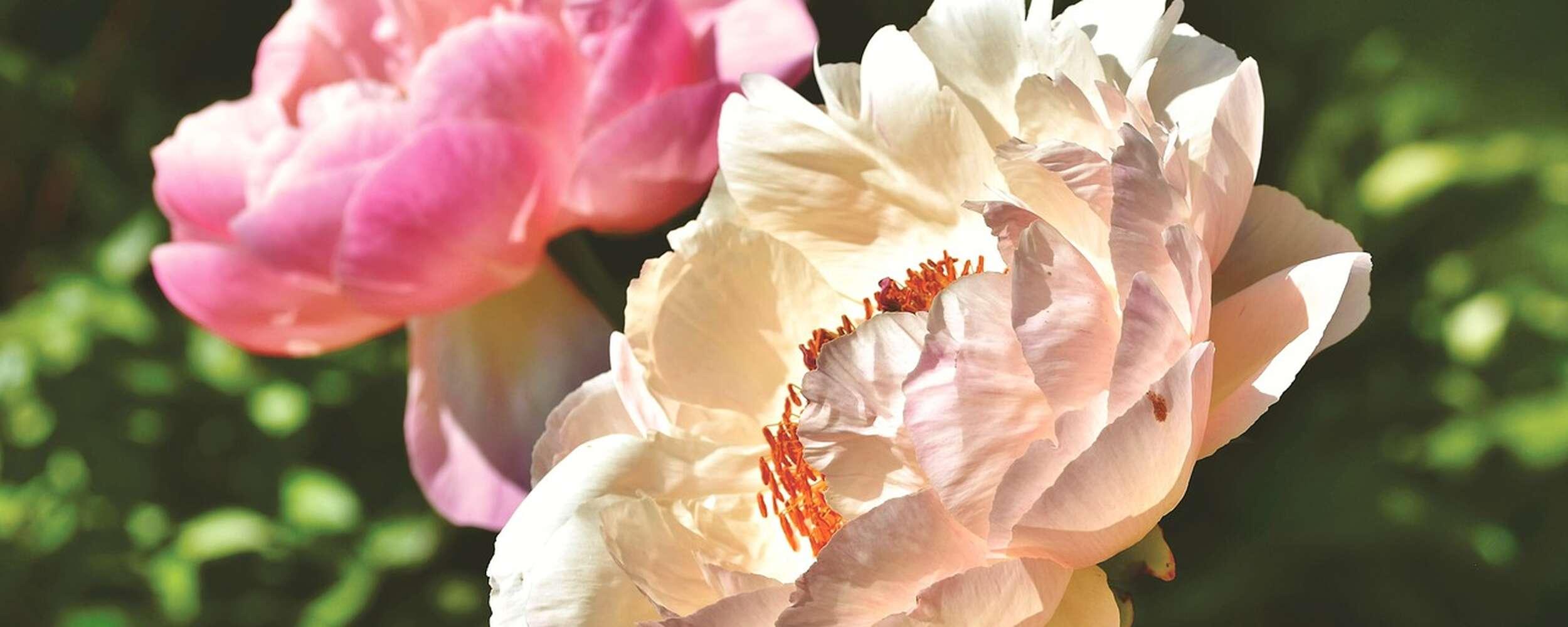 Pentecost Impressions Pentecost Impressions