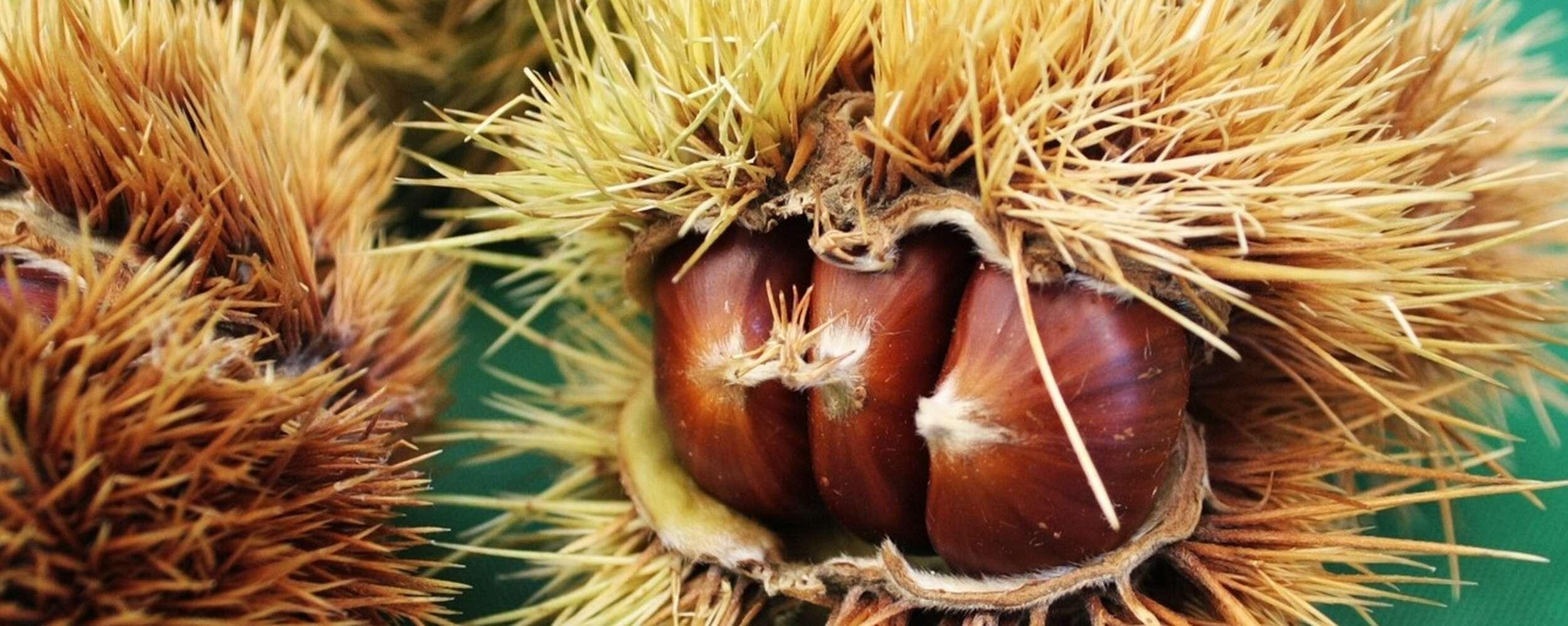 Piaceri per il palato al Törggelezeit Piaceri per il palato al Törggelezeit