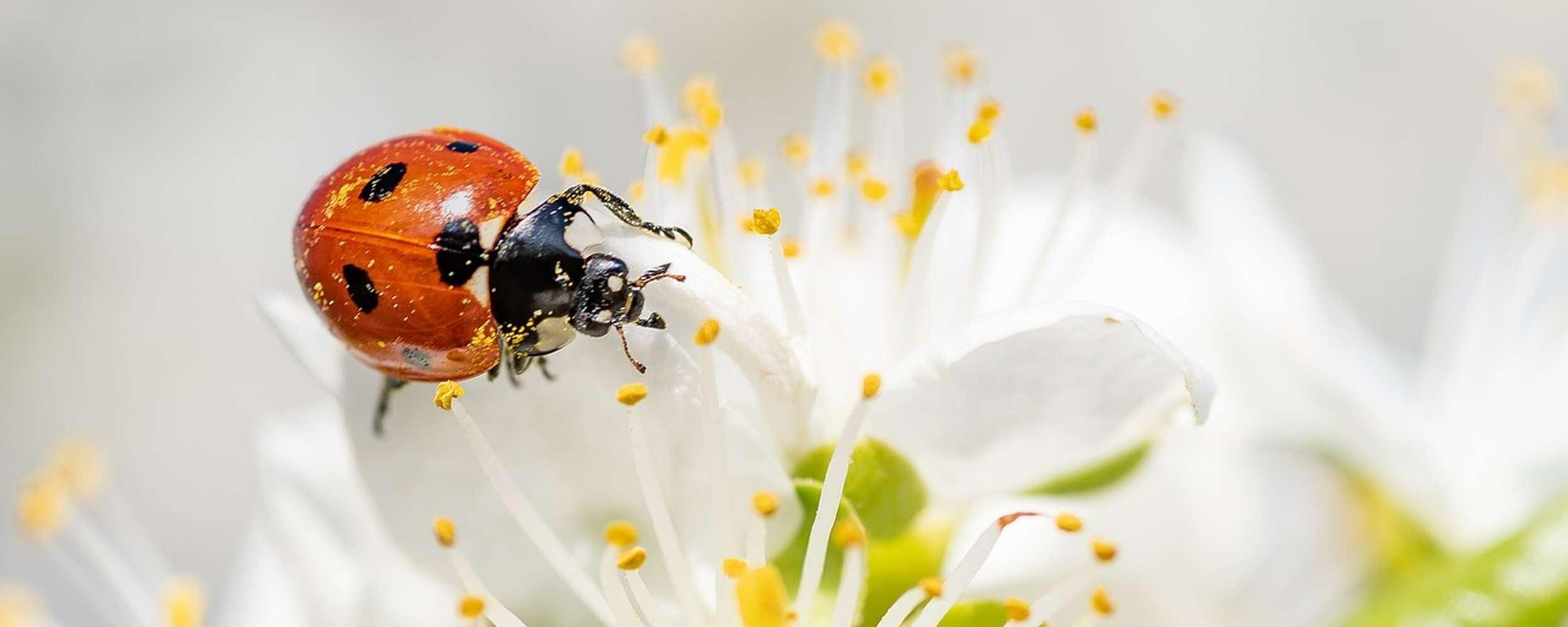 Spring Whisper with Pleasure 6=5 Spring Whisper with Pleasure 6=5