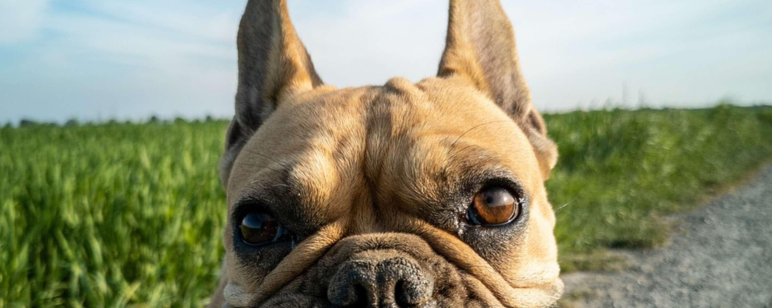 Springtime Paws Holiday