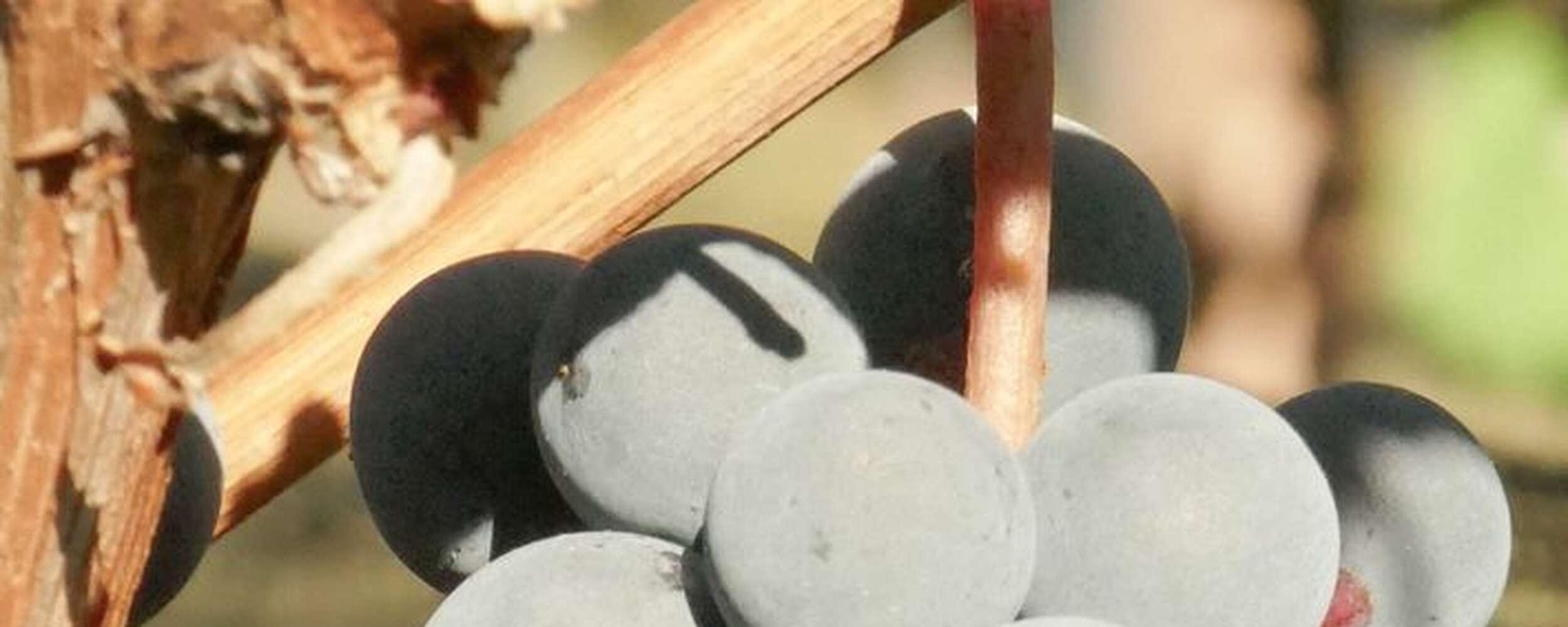 Winzerwochen Winzerwochen