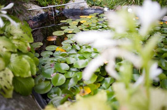 Garden & swimming pool