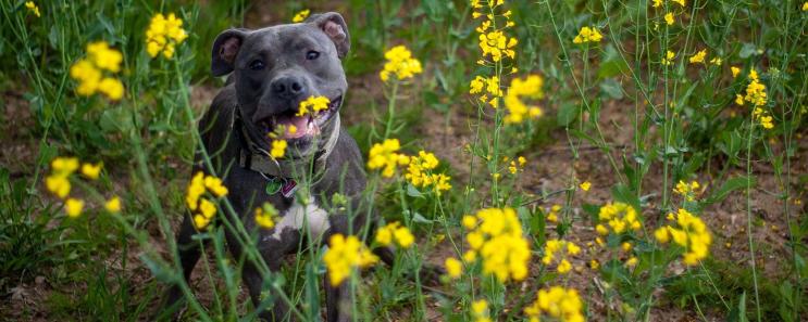 Autumn Paws Special – Holiday with your dog