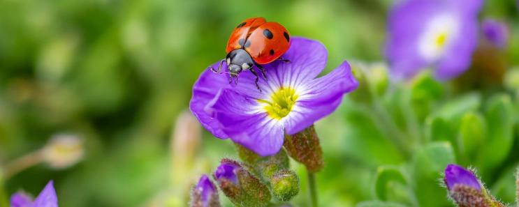 Valtnaun Wellbeing Days – 6=5- 1 day for free